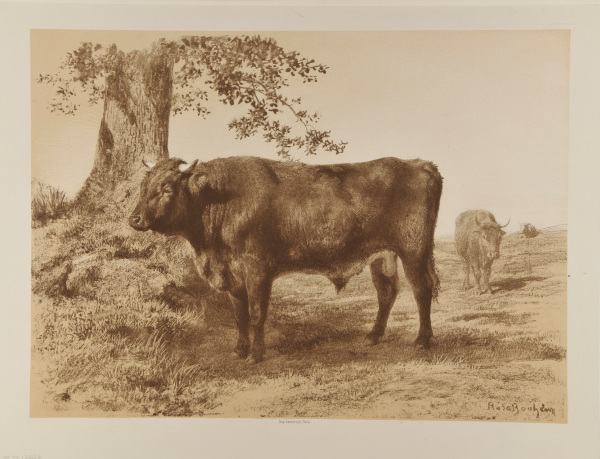 Study of Bull