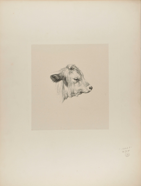 HEAD OF A YOUNG BULL