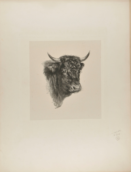 Head of Bull