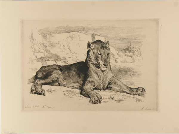 NUBIAN LIONESS