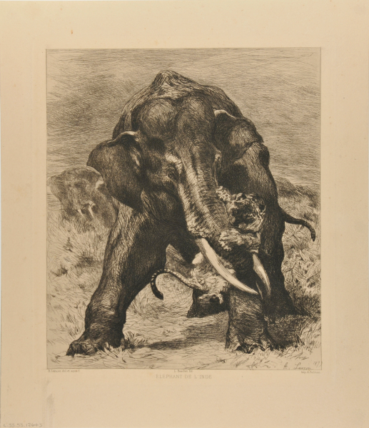 Elephant de l’Inde