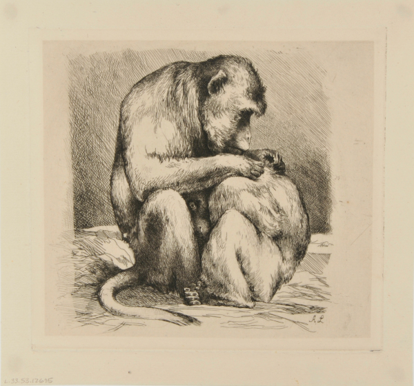 Monkeys Cleaning Each Other