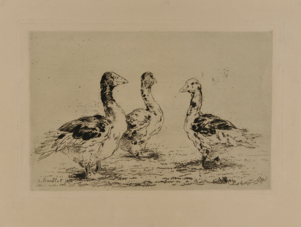 Three ducks