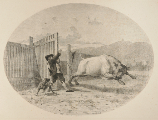 MAN LETTING A BULL LOOSE