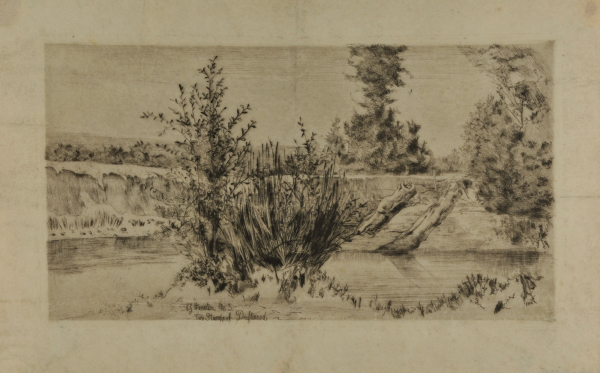 Two Stumps of Driftwood