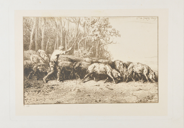 HERD OF PIGS LEAVING THE WOODS