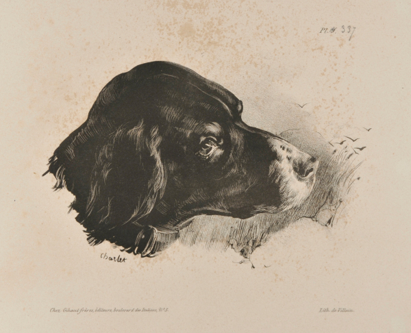 HEAD OF A POINTER DOG