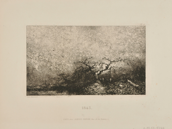 OAK ON THE BANKS OF A POND