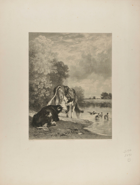 Cattle by a Pond with Ducks