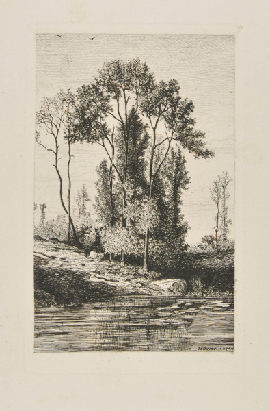 TREES BY A RIVER