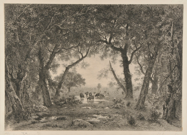 Cattle Grazing in a Clearing near a Woods