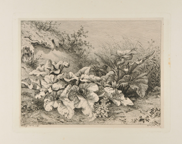 BURDOCK ON THE GROUND