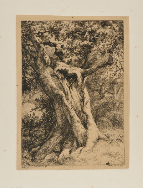 TRUNK OF A BEECH TREE, FONTAINEBLEAU