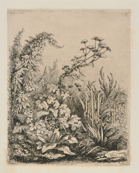 LESSER WATER PARSNIP AND CONVOLVULUS WITH REEDS NEAR A SMALL POOL OF WATER