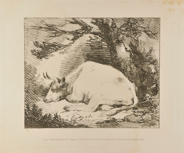 Cow Seated (with head down)