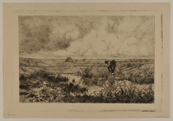 Cow Standing in a Swamp