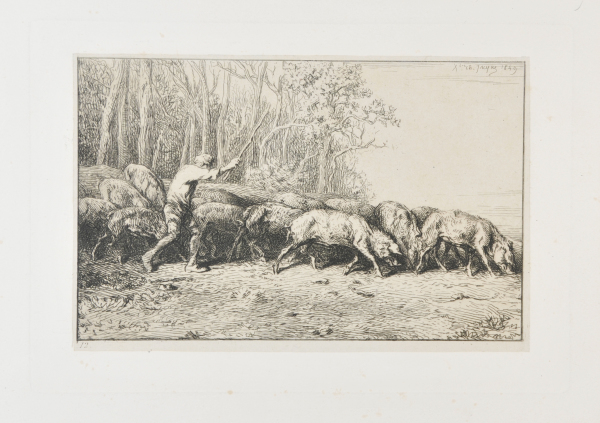 HERD OF PIGS LEAVING THE WOODS