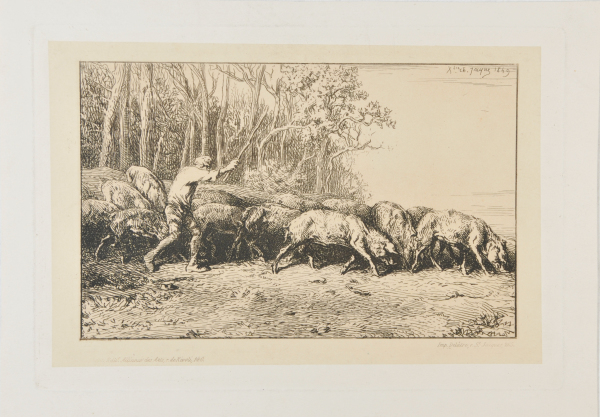 Troupeau de porcs sortant d’un bois
