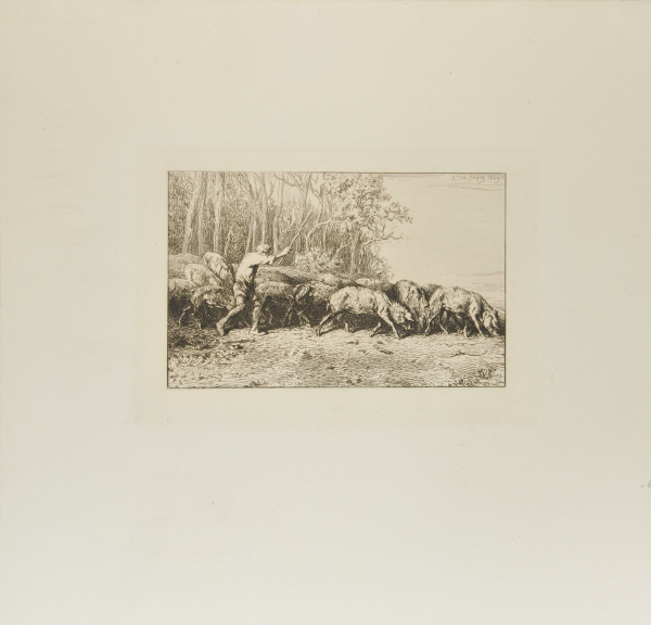 HERD OF PIGS LEAVING THE WOODS