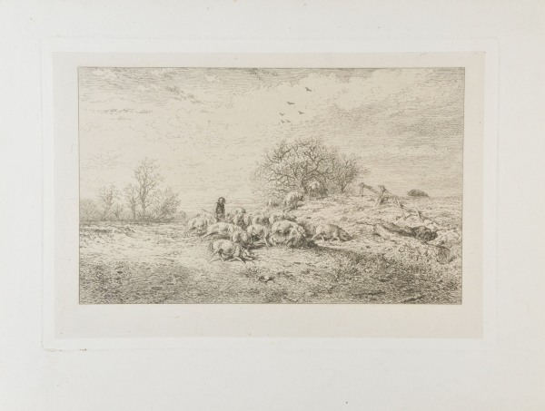 LANDSCAPE: HERD OF PIGS