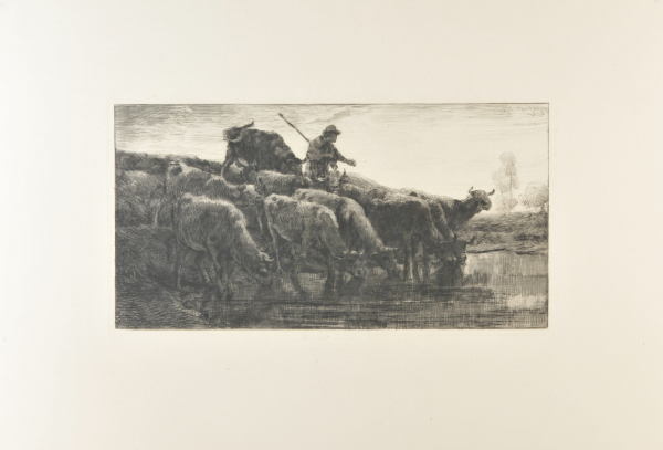 HERD OF COWS AT THE WATERING PLACE