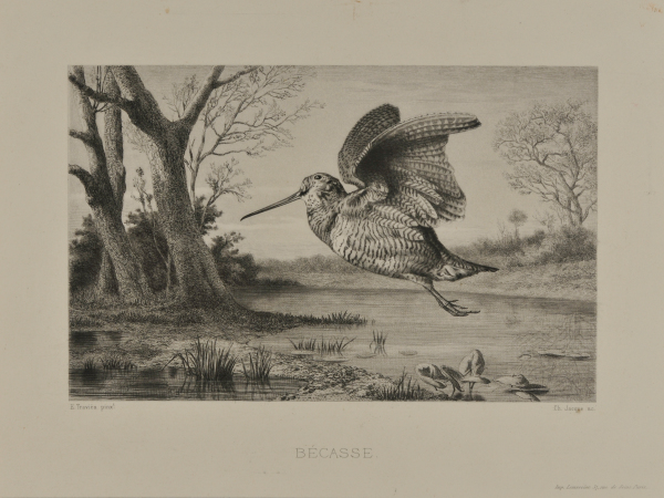 Bécasse