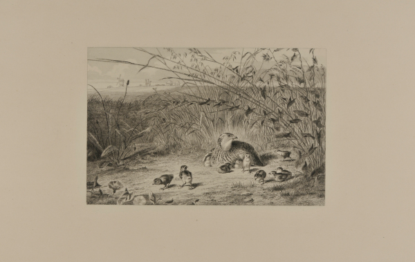 QUAIL AND HER CHICKS