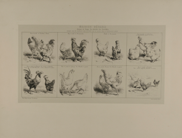 EIGHT STUDIES OF CHICKENS