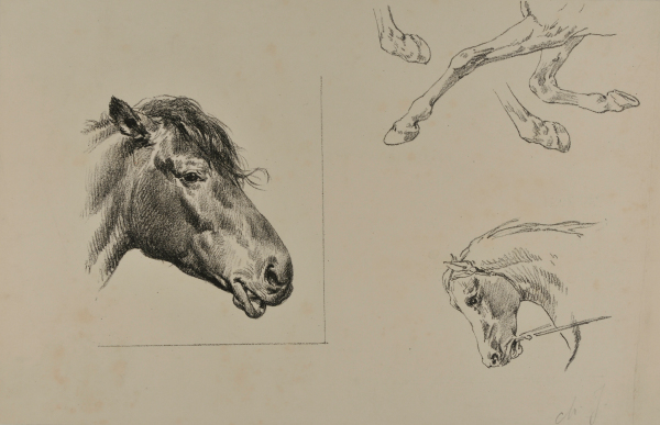 HORSE HEADS AND HOOVES