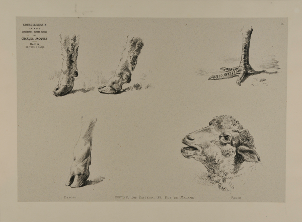 HOOVES, CLAW, AND SHEEP'S HEAD