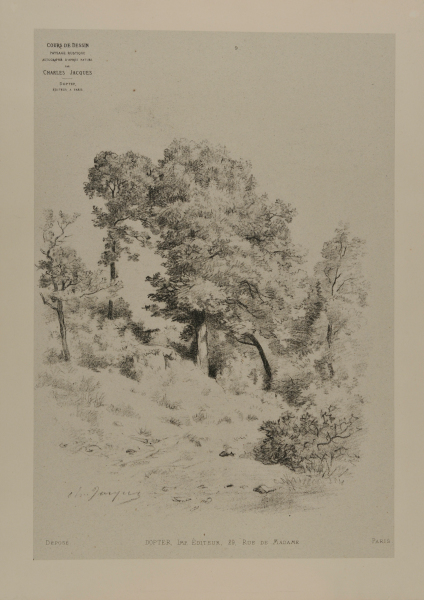 GROVE OF TREES IN THE WOODS