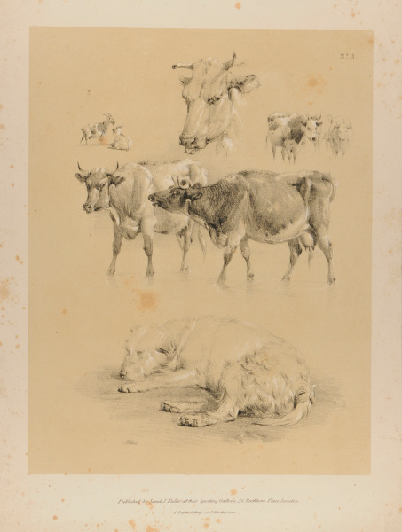 STUDIES OF COWS, TWO GOATS AND A DOG