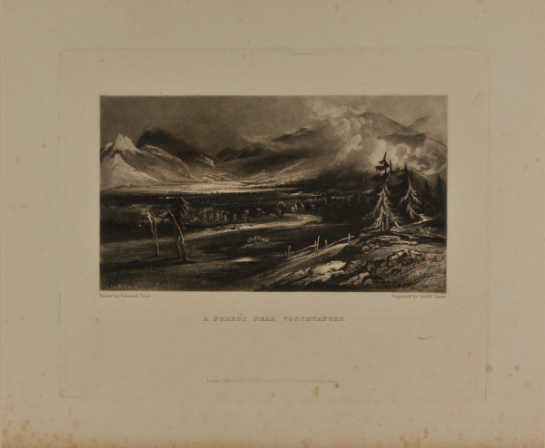 A Forest Near Vossevangen