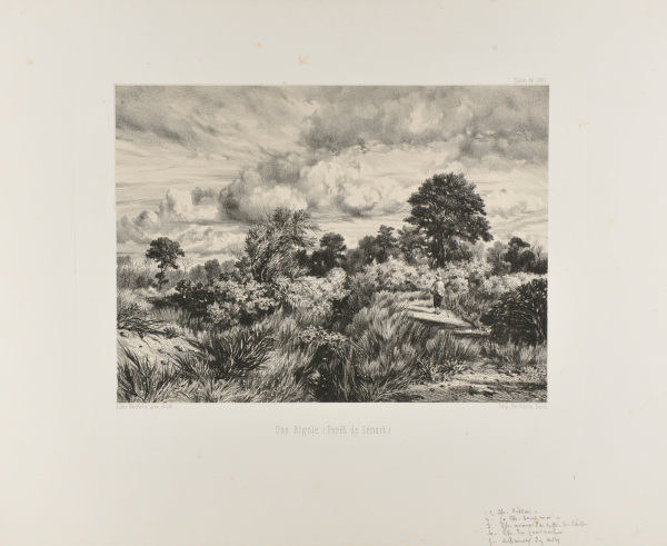 A GULLY (FORÊT DE SÉNART)