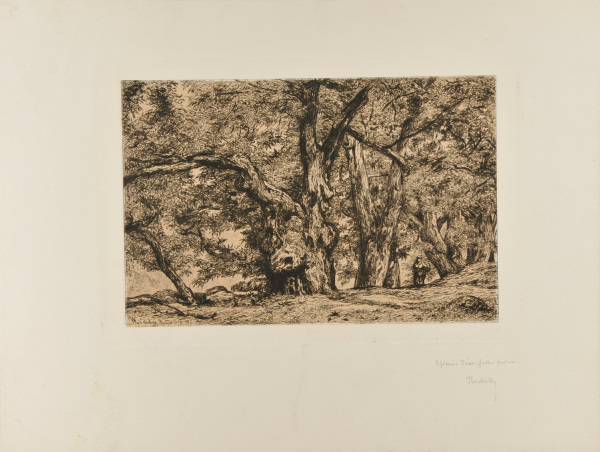 CHESTNUT GROVE IN ROYAT