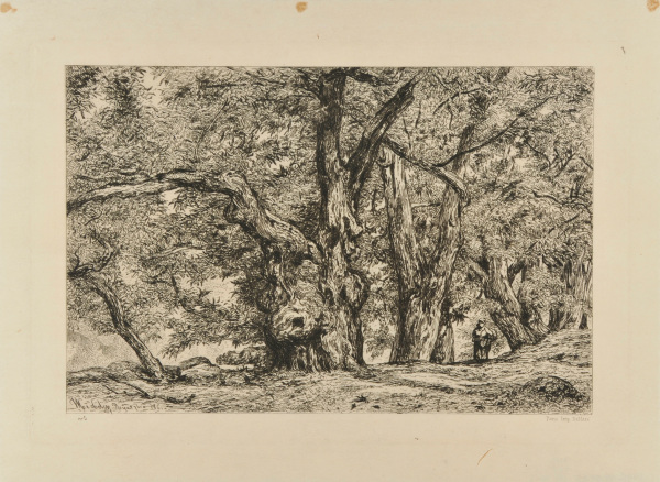 CHESTNUT GROVE IN ROYAT