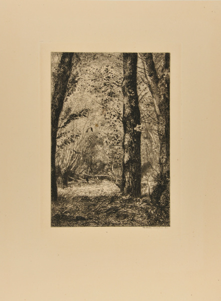 TREE TRUNKS IN CROISSY