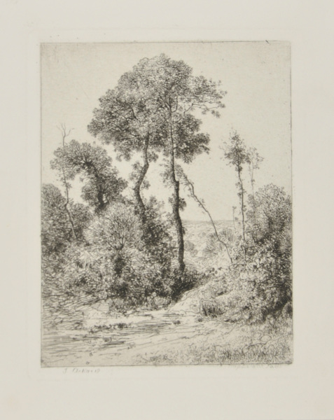 MOTIF D'ARBRES EN HAUTEUR