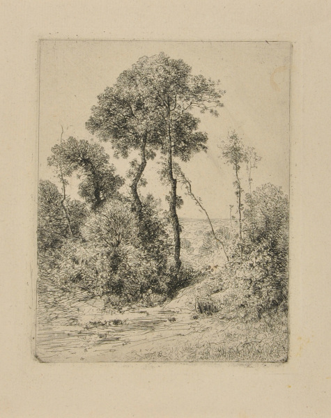 MOTIF D'ARBRES EN HAUTEUR