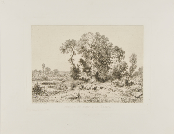 Arbres au bord d’un étang