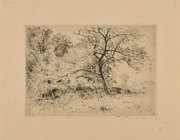 TWO TREES: SPRING EFFECT