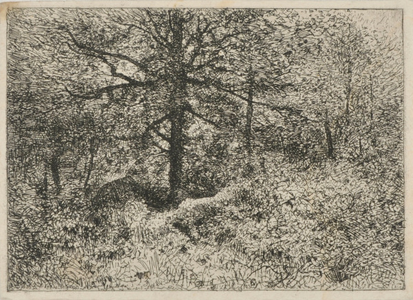 INTERIOR OF THE FOREST