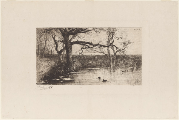 POND WITH DUCKS, AT THE EDGE OF A FOREST