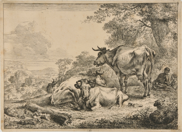 THREE COWS RESTING
