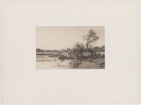 Cows on the Bank of a River