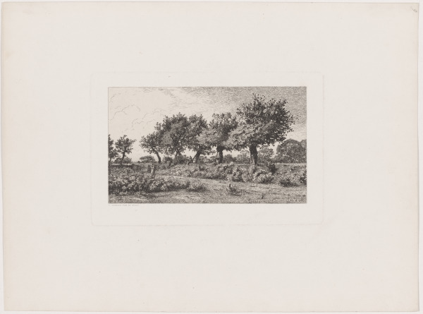 Road through an Apple Orchard