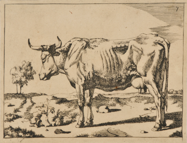 Boeufs et Vaches