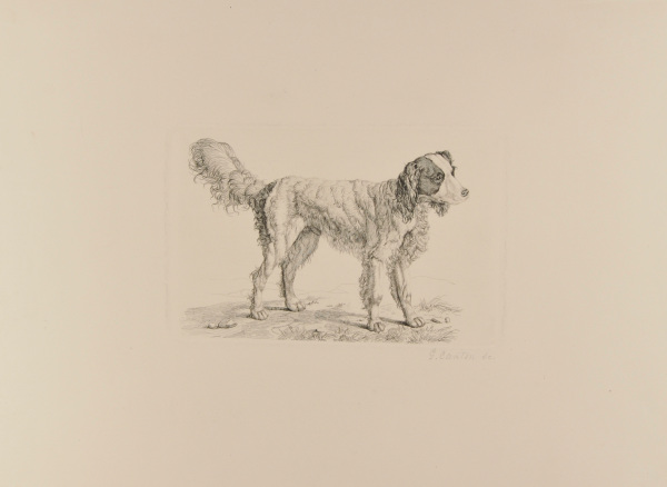DOG STANDING, TURNED TO RIGHT