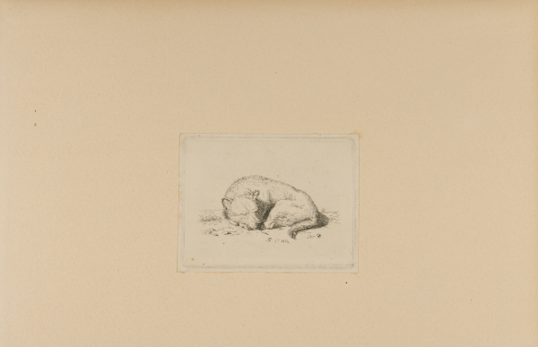 Dog Asleep on the Ground