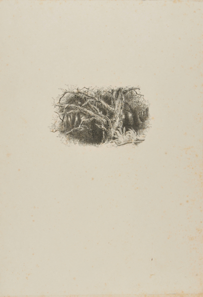 Forest, with Bare Trees